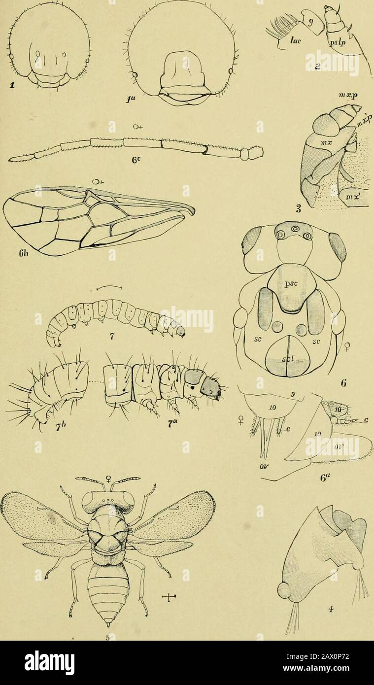 Fifth report of the United States Entomological Commission, being a revised and enlarged edition of Bulletin no7, on insects injurious to forest and shade trees . 1. Selandria, on hickory. • 3-5. Coleopterous larvae, attacking 2. Paleacrita vernata, on hickorj-. pine bark-borers. Report V, U. S. Entomological Commission. Plate XXVI.. i-5. Larch saw-fly and its details.5. Pteromalus nematicirhi. 6, 6a-6c. Nematus integer. 7. Gelechia of hemlock. Report V, U, S Entomological Commission. Plate XXVIi. Stock Photo