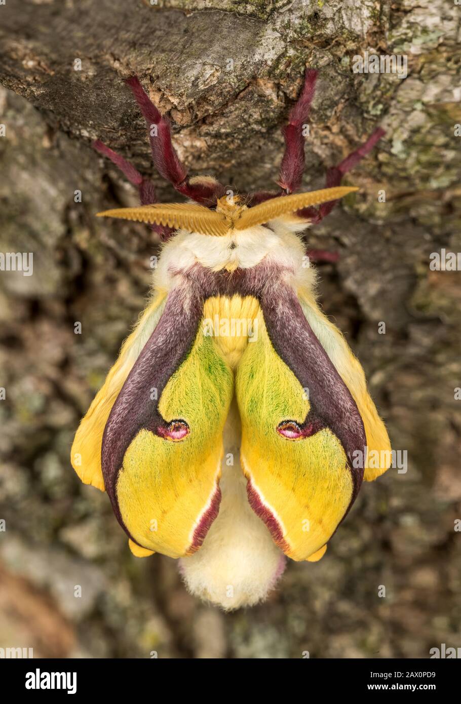 Hatching male Luna moth on Black Walnut tree. Moth is and turns green as their wings expand and harden. Conoy Nature Preserve Photo - Alamy