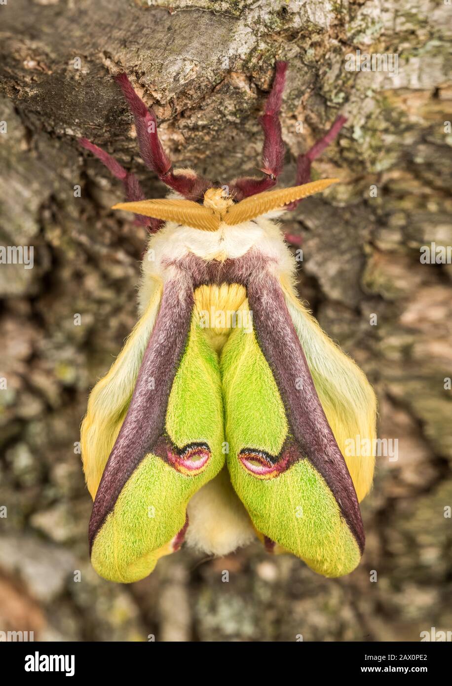Hatching Male Luna Moth On Black Walnut Tree Moth Is Yellow And Turns Green As Their Wings Expand And Harden Conoy Wetlands Nature Preserve Stock Photo Alamy