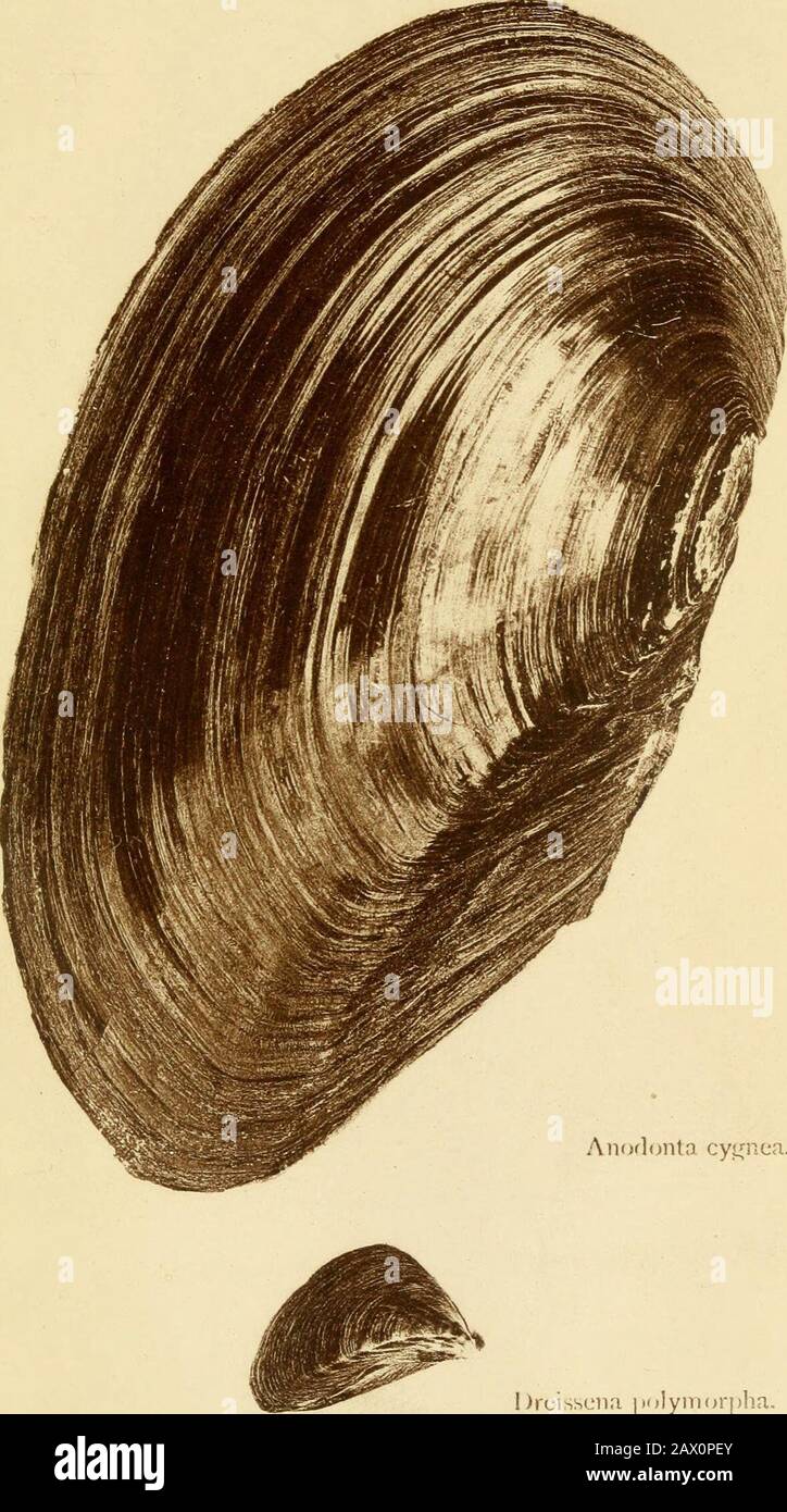 The land and freshwater shells of the British Isles : with illustrations of all the species . Anodonta anatina,. PLATE IIL. Anofl(jnla cyt,niea. Drcissciia |M)lyni()r|)ha. PLATE iV. Q Neritina fluviatilis. Valvala piscinalis. Stock Photo