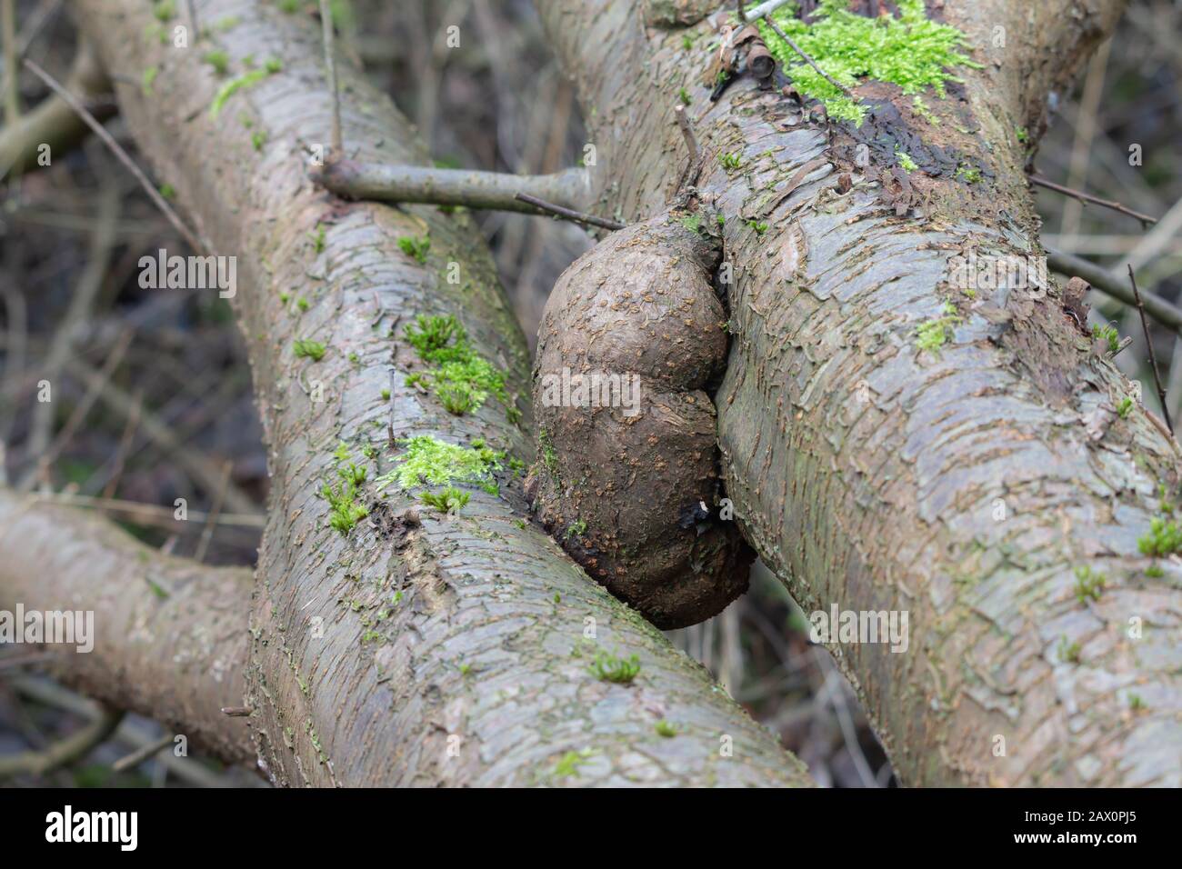 Grown Burl on a tree trunk, green moss arround Stock Photo