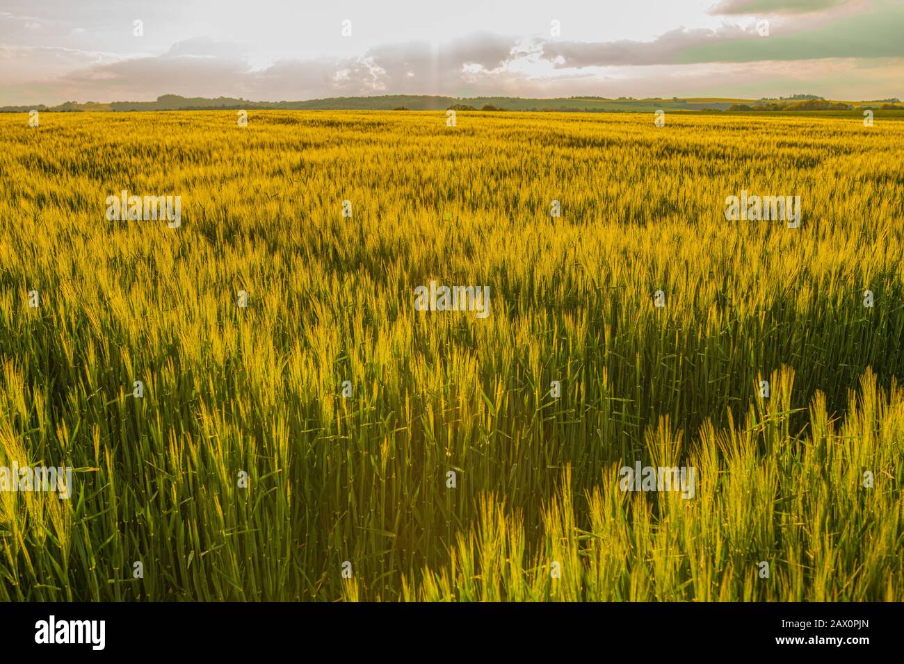 Agricultural Growth -Various Fields - Agriculture Farming Field Stock ...