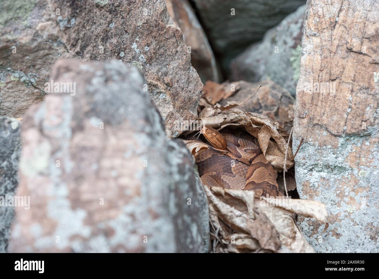Northern Copperhead (Agkistrodon contortrix mokasen) Camouflaged in