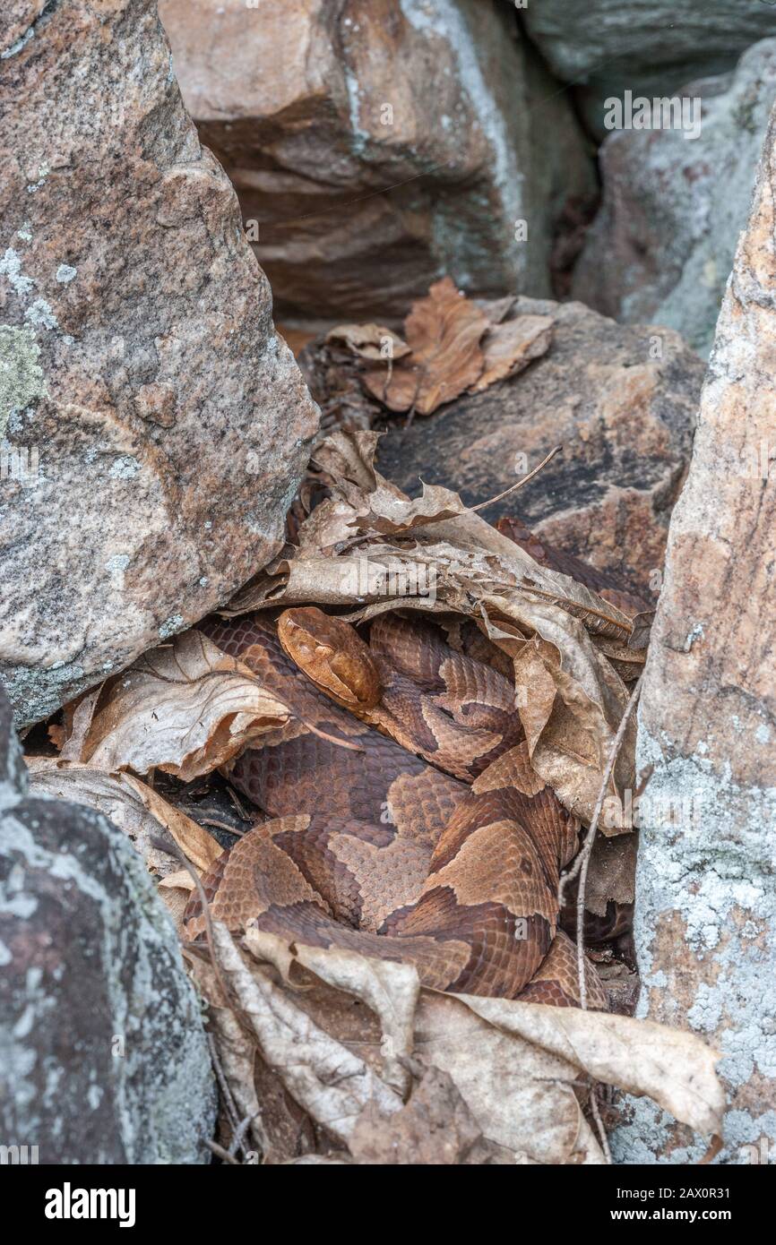 Northern copperhead snake hires stock photography and images Alamy