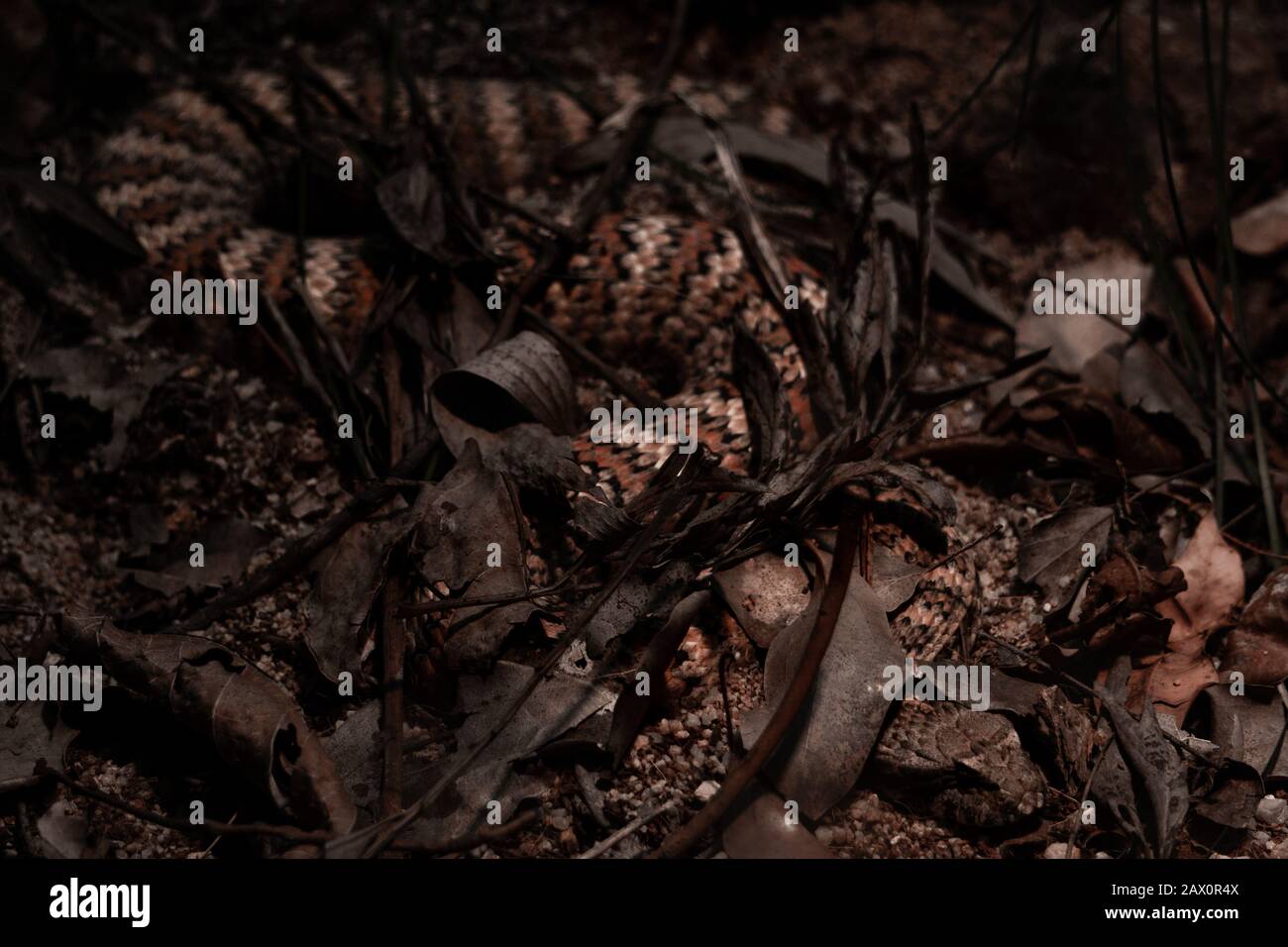 A common death adder camoflauge Stock Photo