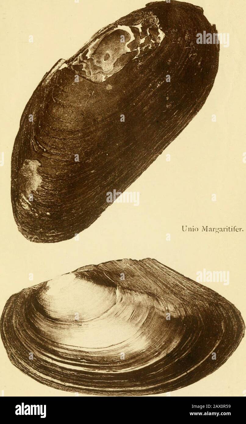 The land and freshwater shells of the British Isles : with illustrations of all the species . Llii.) i)icloi-um, PLATE II.. Anodonta anatina,. PLATE IIL Stock Photo