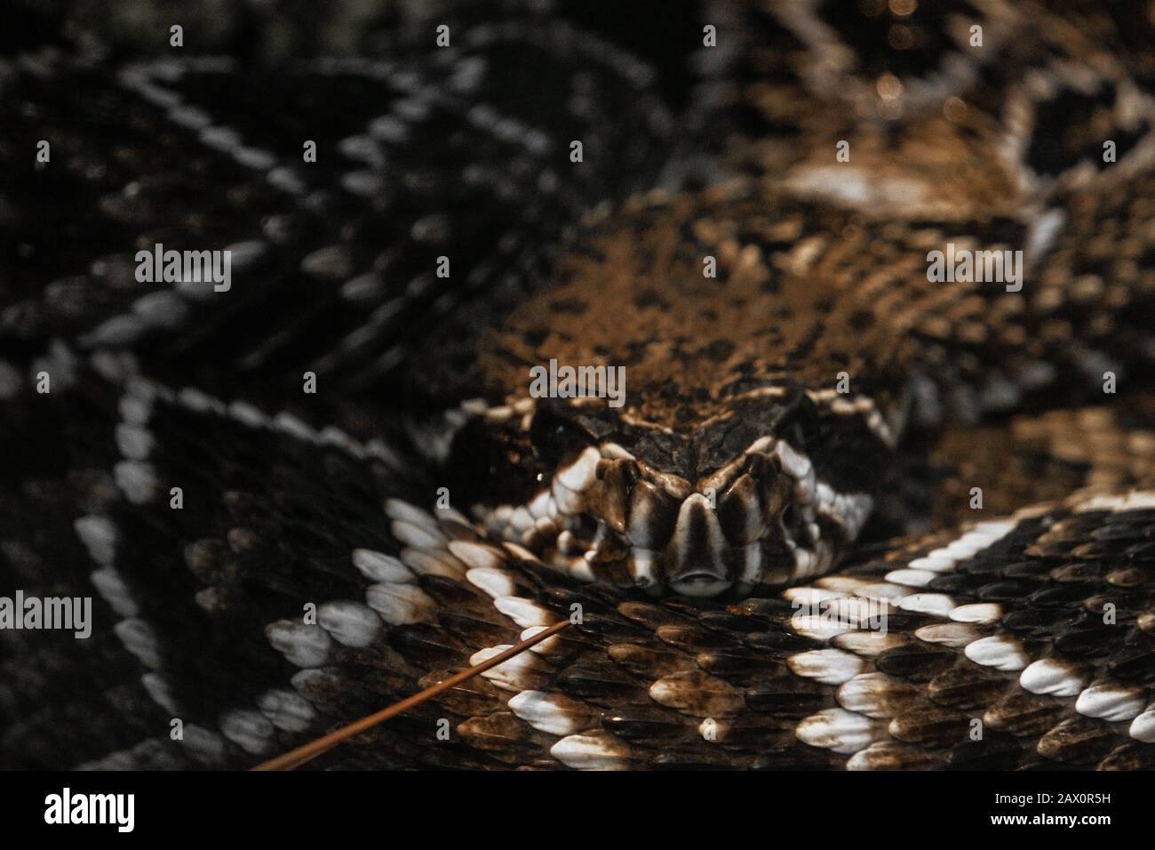 A coiled up common death adder in Australia Stock Photo - Alamy