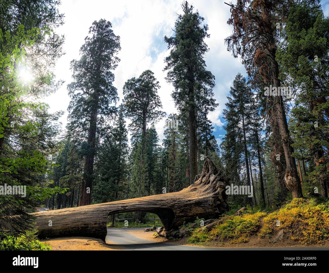 Panoramic view of famous Tunnel Log with Crescent Meadow Road in Giant Forest on a beautiful moody cloudy day, Sequoia National Park, California, USA Stock Photo