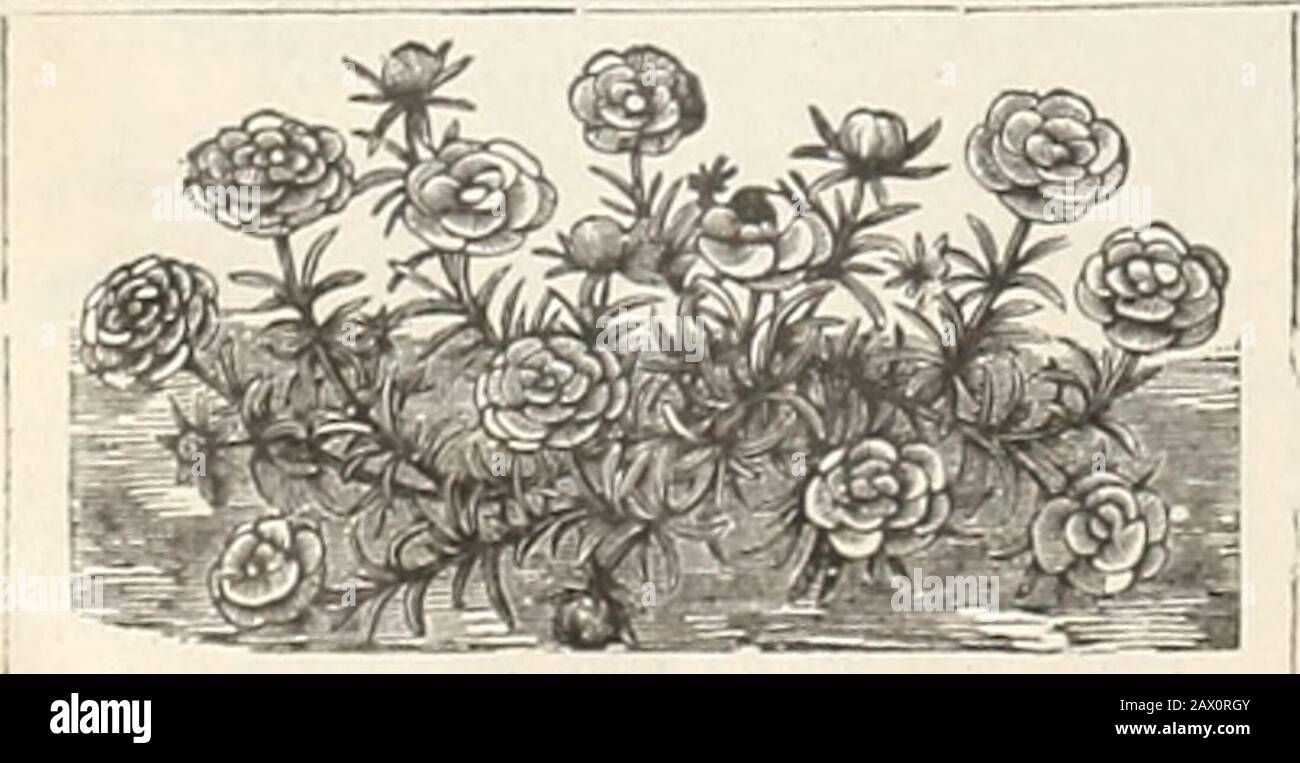 AWLivingston's Sons seed annual . f varieties, w ill be mailed for only $1.00. D/^DTI II A A ROSE MOSS Id be in every garden. Th KM |^ | M LMV/M scarcely any flower tu cultivation that makes such 8 dazzling displaj of bi autj as a bed of manj bued, ir  hlv colored Portulacas. Thev ore in bloom from about the 1st of July till killed by the frosi inautumn. Plant in open ground after it has become warm. They delight in a light, sandysoil and in a drv situation. After thev appear, withhold water, and if the heel has n full exposure to the sun, the ground will be covered with the plants, ana the ef Stock Photo
