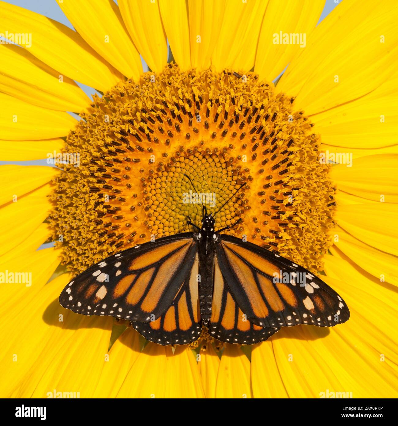 Monarch butterfly nectaring on sunflower in full bloom. Pennsylvania, summer. Stock Photo