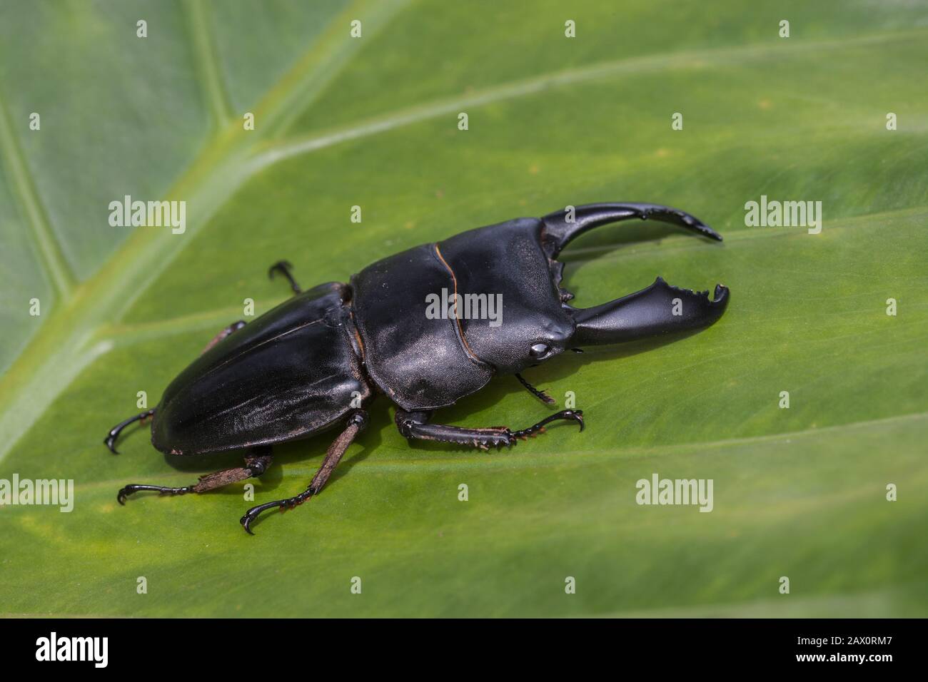 Dorcus parryii stag beetle in Malaysian rainforest. Stock Photo