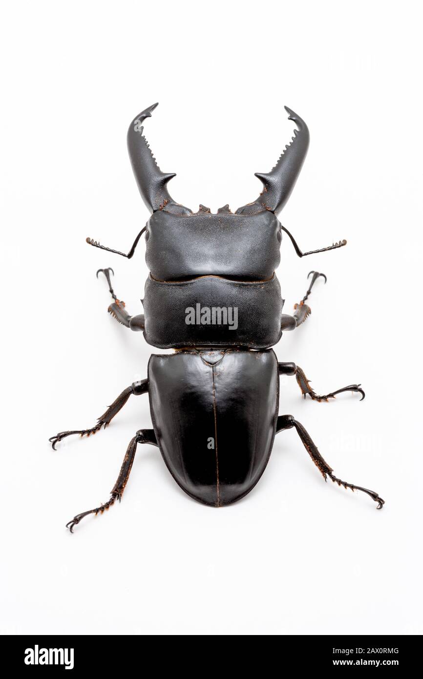 Large male Dorcus titanus stag beetle on white background. Stock Photo