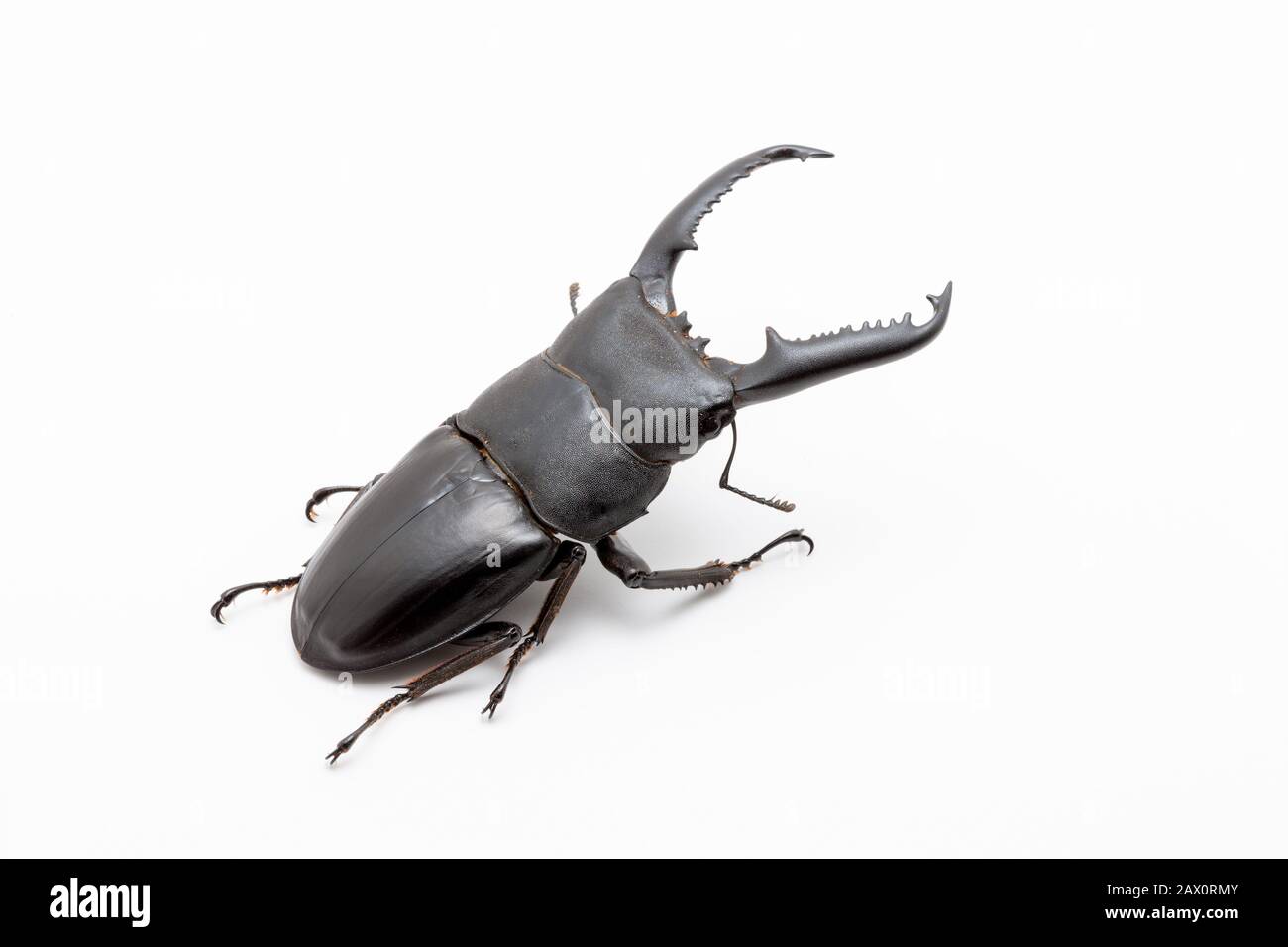 Large male Dorcus titanus stag beetle on white background. Stock Photo