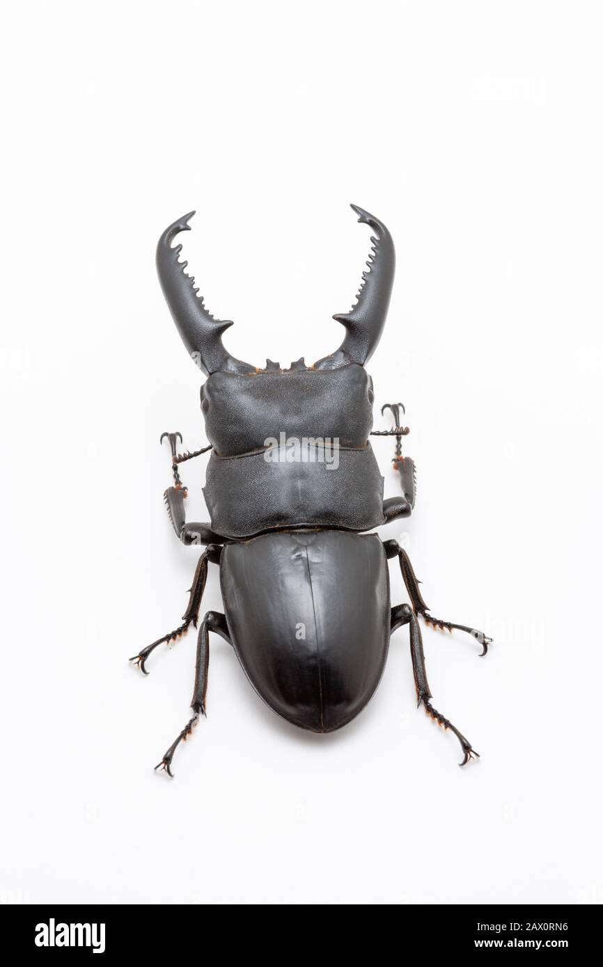 Large male Dorcus titanus stag beetle on white background. Stock Photo