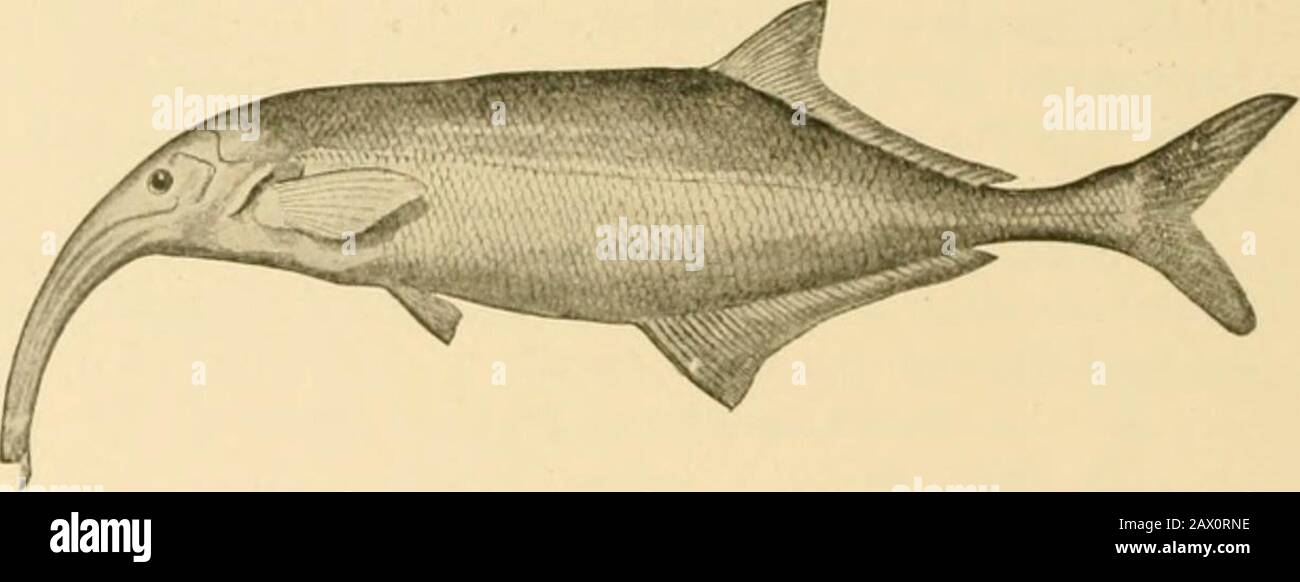 Fishes . e of theair-bladder as seen in the garpike and bowfin. It doubtless serves as an imperfect lung. 407 4o8 The Scyphophori, Haplomi, and Xenomi The best-known genus of Scyphophori is Mormyrus. Speciesof this genus found in the Nile were worshiped as sacred bythe ancient Egyptians and pictures of Mormyrus are oftenseen among the emblematic inscriptions. The Egyptians did noteat the Mormyrus because with two other fishes it was accusedof having devoured a limb from the body of Osiris, so that Isiswas unable to recover it when she gathered the scattered re-mains of her husband. In Mormyrus Stock Photo
