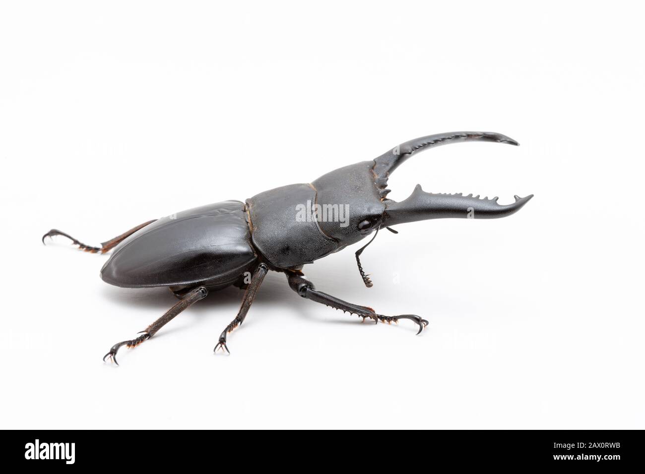 Large male Dorcus titanus stag beetle on white background. Stock Photo