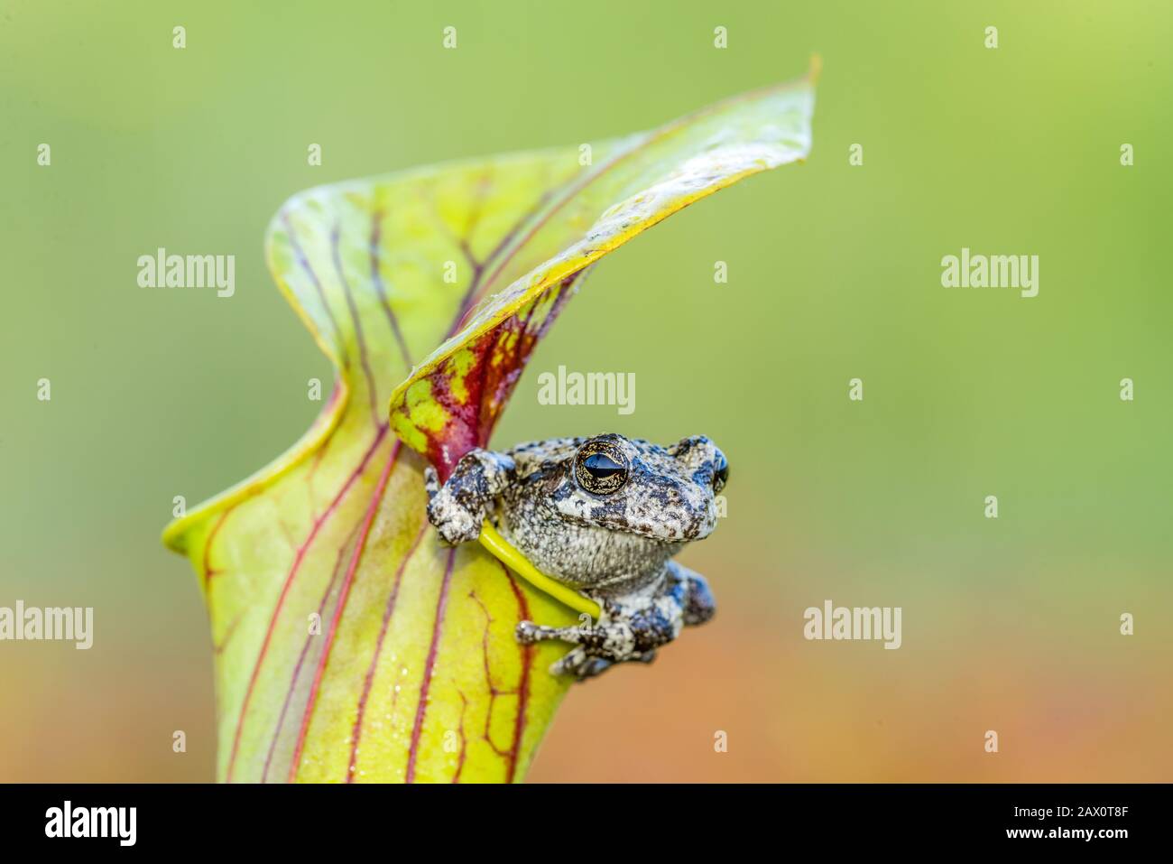 Cope's Gray Treefrog (Dryophytes chrysoscelis) Sheltering in Yellow Trumpet Pitcher Plant (Sarracenia flava) Apalachicola National Forest, Florida. Stock Photo