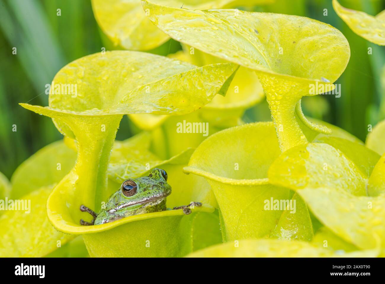 Barking Treefrog (Dryophytes gratiosa) Sheltering in Yellow Trumpet Pitcher Plant (Sarracenia flava) Apalachicola National Forest, Florida, June. Stock Photo