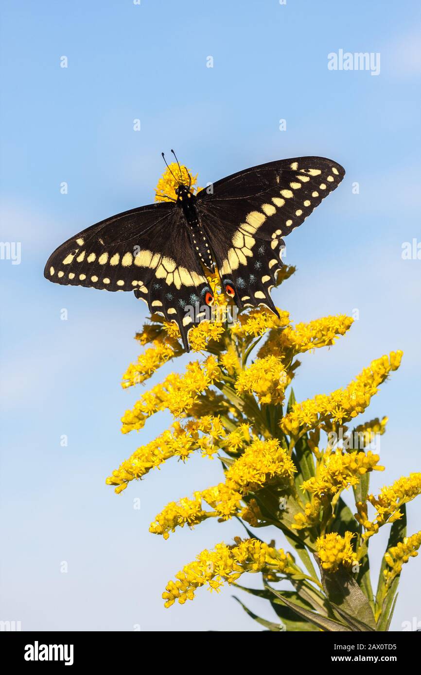 Black Swallowtail butterfly on blooming goldenrod. Reed Run Nature Preserve, Lancaster County, Pennsylvania, summer. Stock Photo