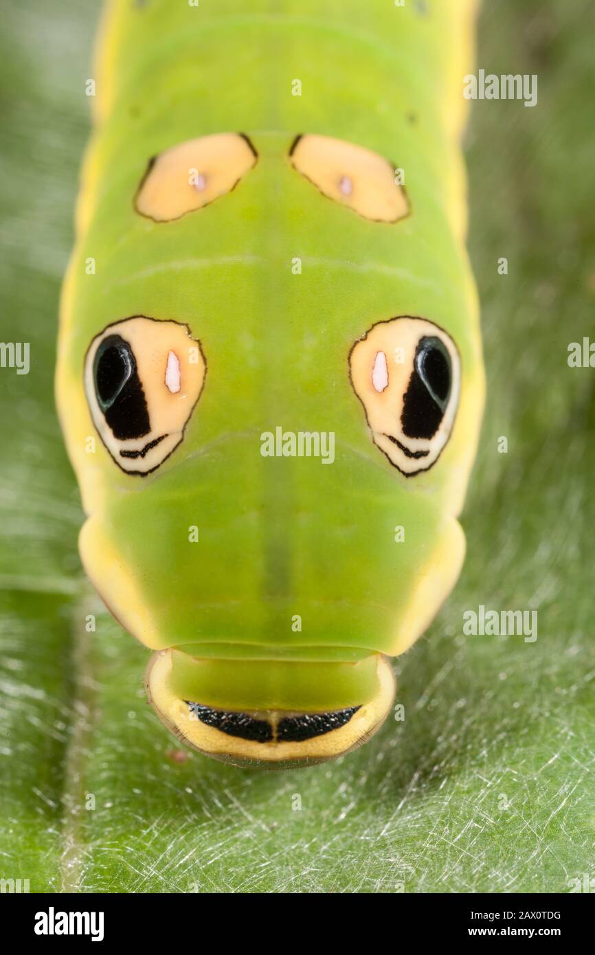 Spicebush Swallowtail Caterpillar (Papilio troilus) 5th instar caterpillar on spicebush leaf. Stock Photo