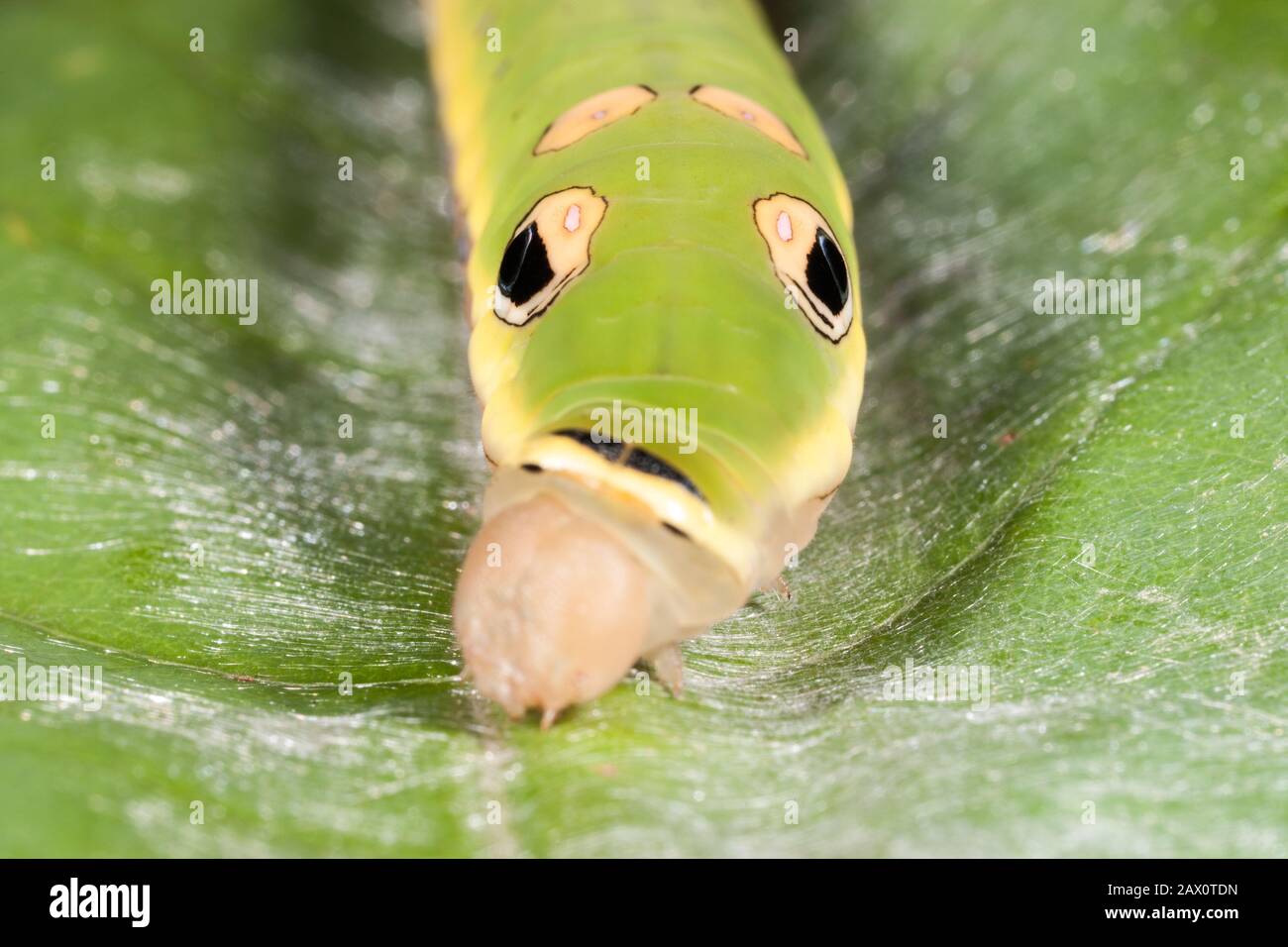 Spicebush Swallowtail Caterpillar (Papilio troilus) 5th instar caterpillar on spicebush leaf. Stock Photo