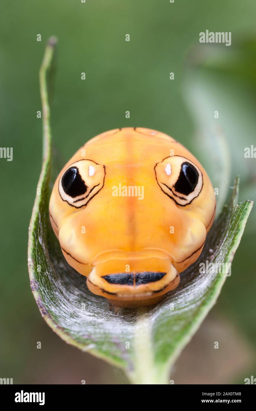 Spicebush Swallowtail Caterpillar (Papilio troilus) Prior to making a chrysalis the 5th instar larva turns yellow/orange. Stock Photo