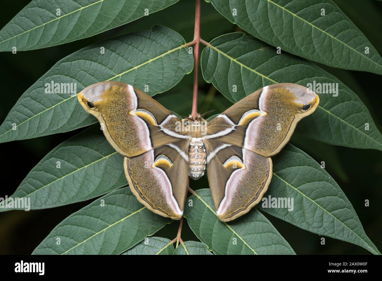 Cynthia Moth, (Samia cynthia, Adult on Tree of Heaven (Ailanthus altissima).  Hudson County, New Jersey, July. Stock Photo