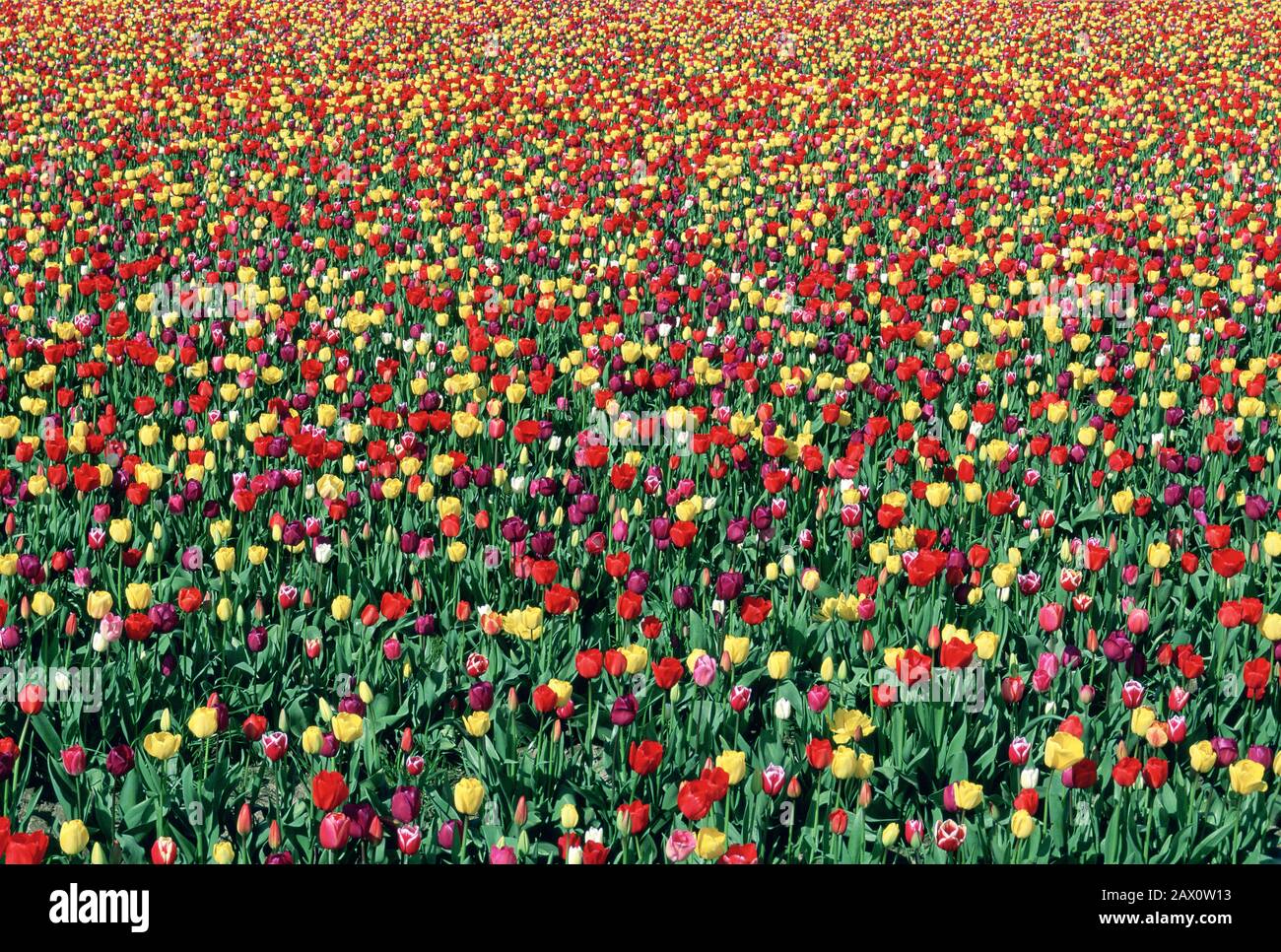 Field of mixed color tulips blooming in the Skagit Valley. Washington, April. Stock Photo