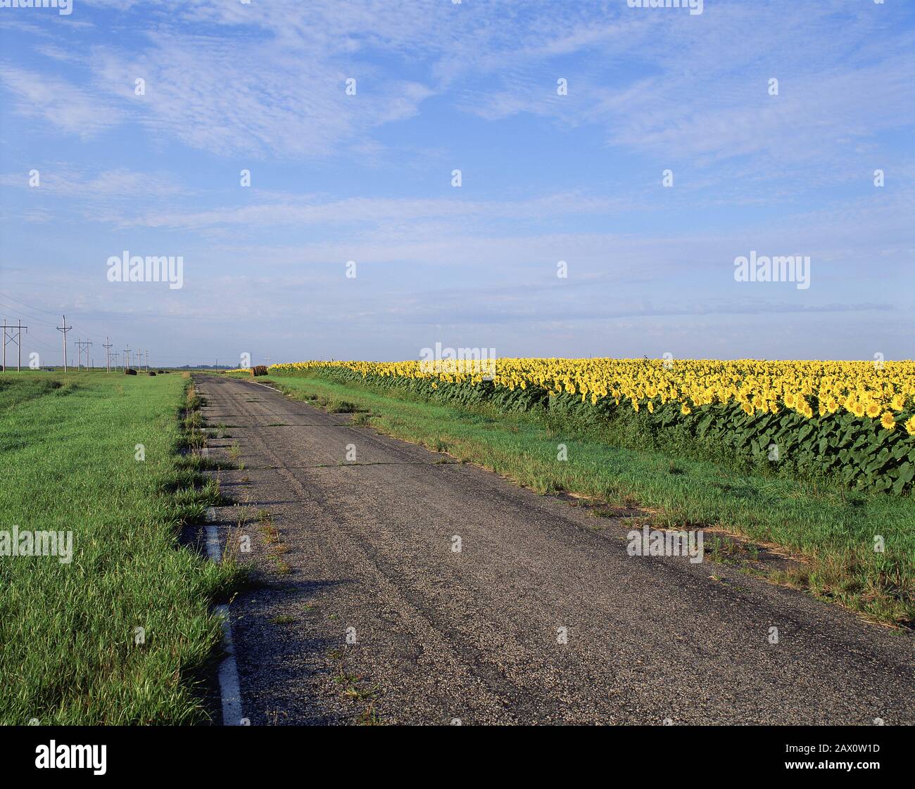 North Dakota sunflower field along little used hard road Stock Photo