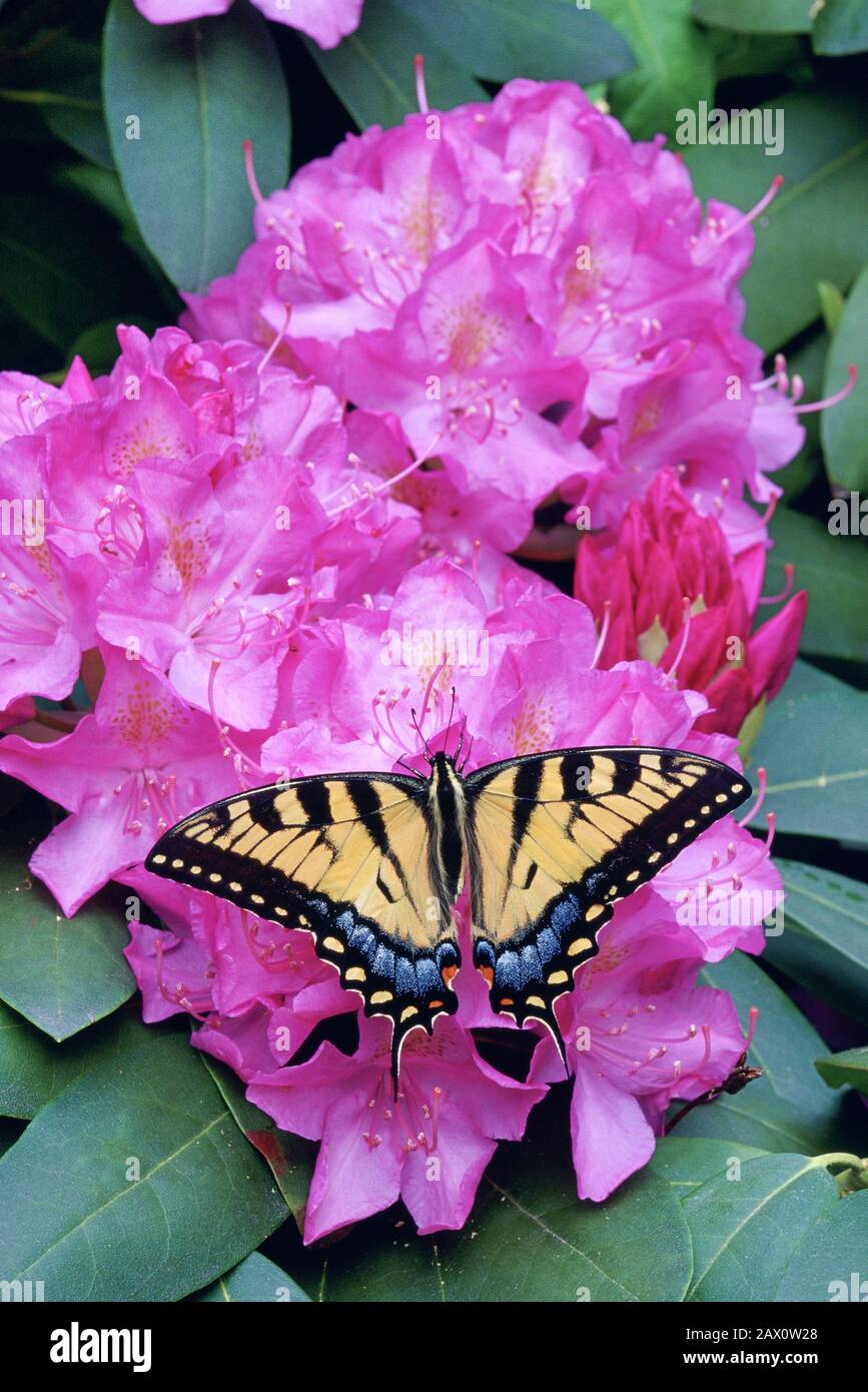Eastern Tiger Swallowtail on blooming rhododendron. Tyler Arboretum