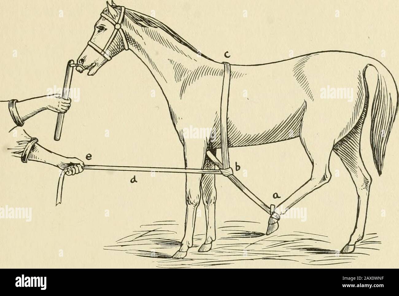 Restraint of domestic animals; a book for the use of students and practitioners; 312 illustrations from pen drawings and 26 half tones from original photographs . Fig. 35. utilization of Tail in Restraint of domestic animals; a book for the use of students and practitioners; 312 illustrations from pen drawings and 26 half tones from original photographs . Fig. 35. utilization of Tail in