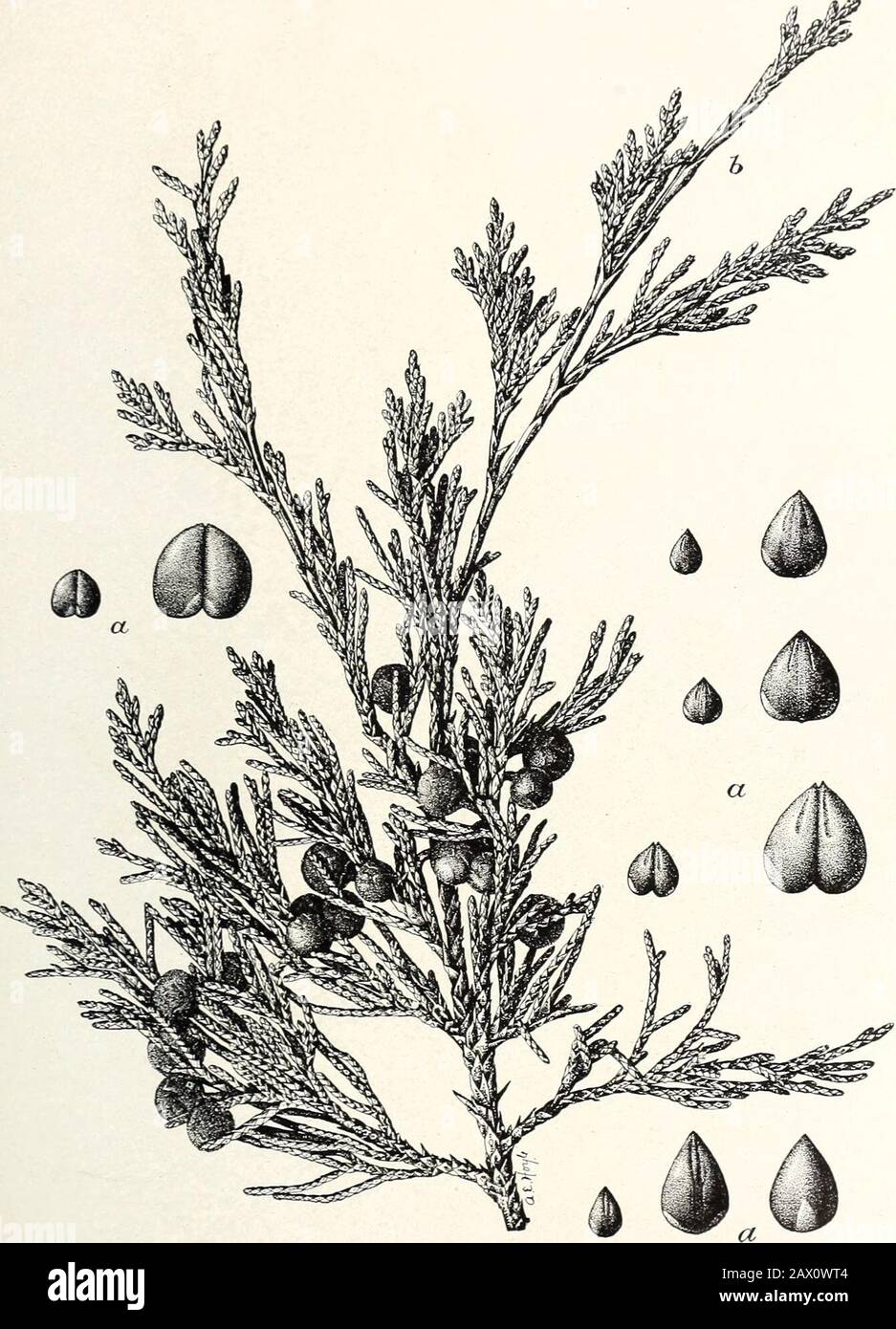 The cypress and juniper trees of the Rocky Mountain region . JUNIPERUS MONOSPERMA: BRANCH SHOWING («) MALE FLOWER BUDS (IN AUTUMN] Bui. 207, U. S. Dept. of Agriculture. Plate XIII.. JUNIPERUS SABINOIDES: FOLIAGE AND RlPE FRUIT.a Variable forms and number of seeds in different berries; b, young shoot with large form of leaves. 5ul. 207, U. S. Dept. of Agriculture. Plate XIV. Stock Photo