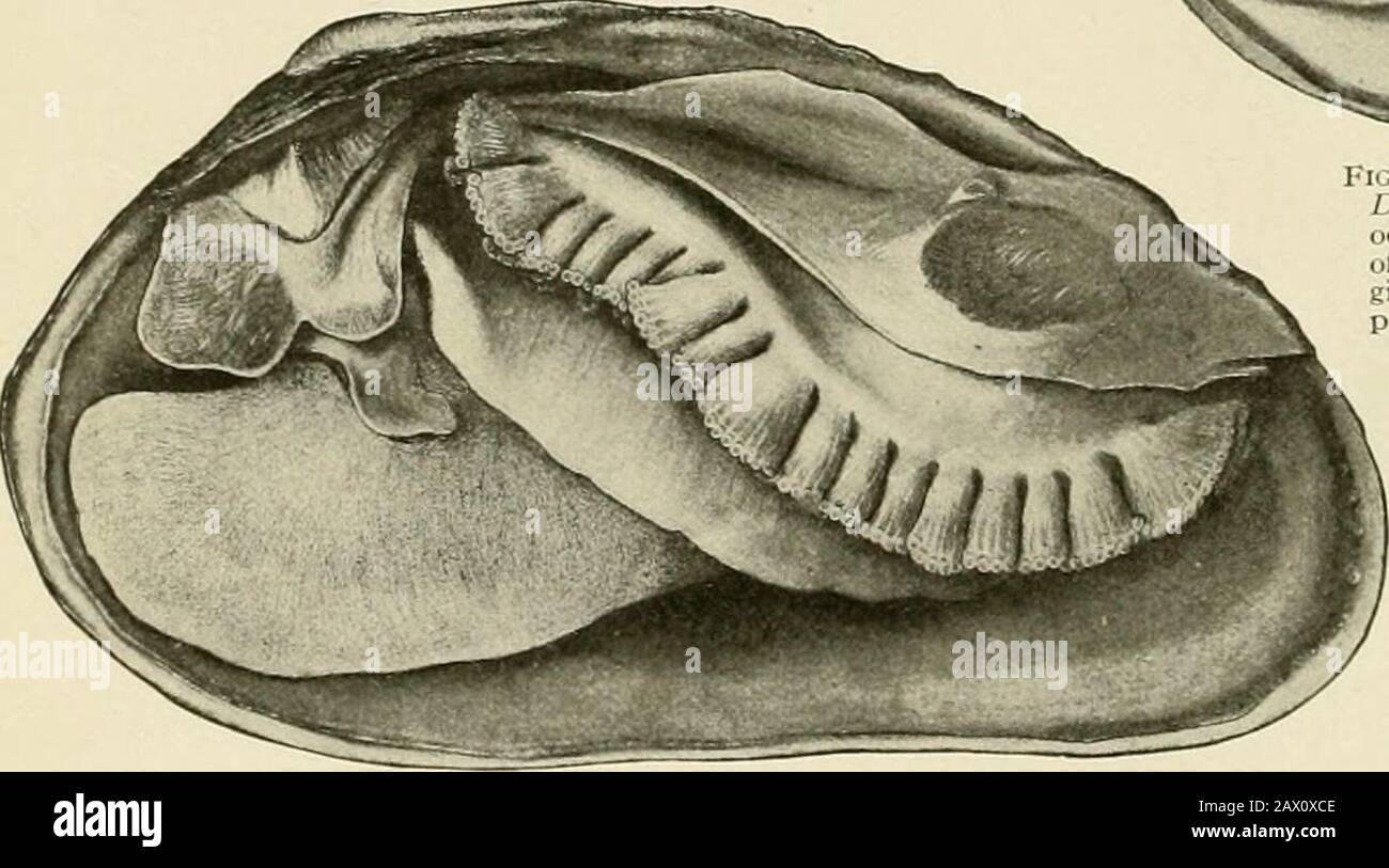 Dromus Shell Natural history and propagation of fresh-water mussels . -Three-homed ...
