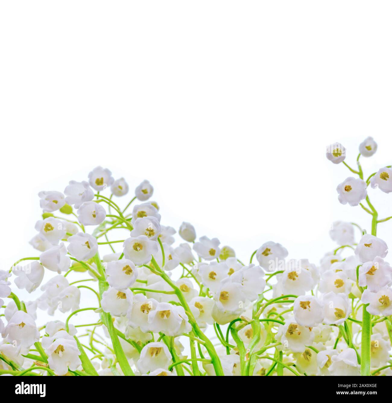 delicate white buds bells of Lily of the valley flowers close up on a ...