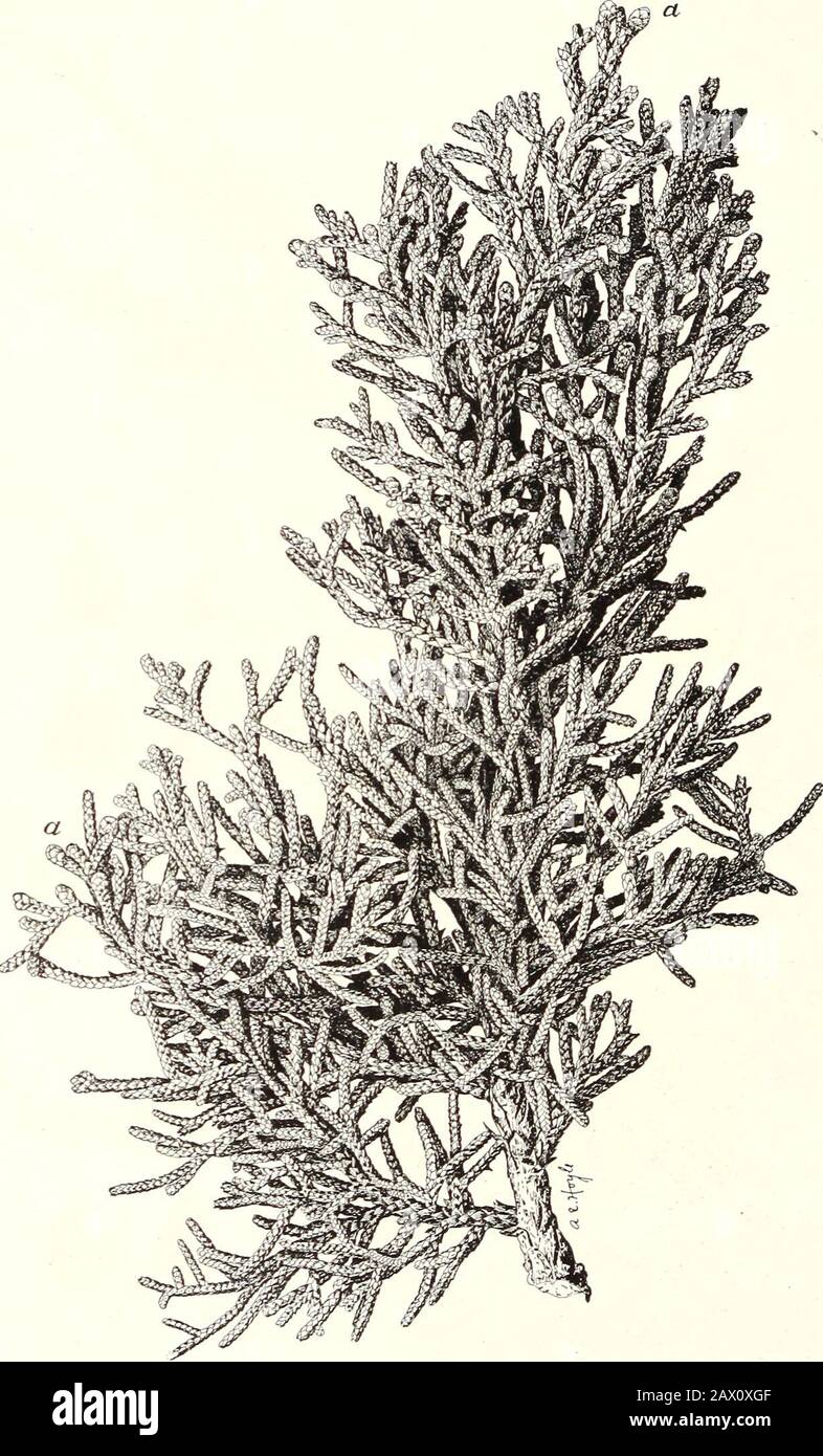 The cypress and juniper trees of the Rocky Mountain region . JUNIPERUS MONOSPERMA: FOLIAGE AND RlPE FRUIT.a, Seeds (enlarged); 6, young terminal shoot. Bui. 207, U. S. Dept. of Agriculture. Plate XII.. JUNIPERUS MONOSPERMA: BRANCH SHOWING («) MALE FLOWER BUDS (IN AUTUMN] Bui. 207, U. S. Dept. of Agriculture. Plate XIII. Stock Photo