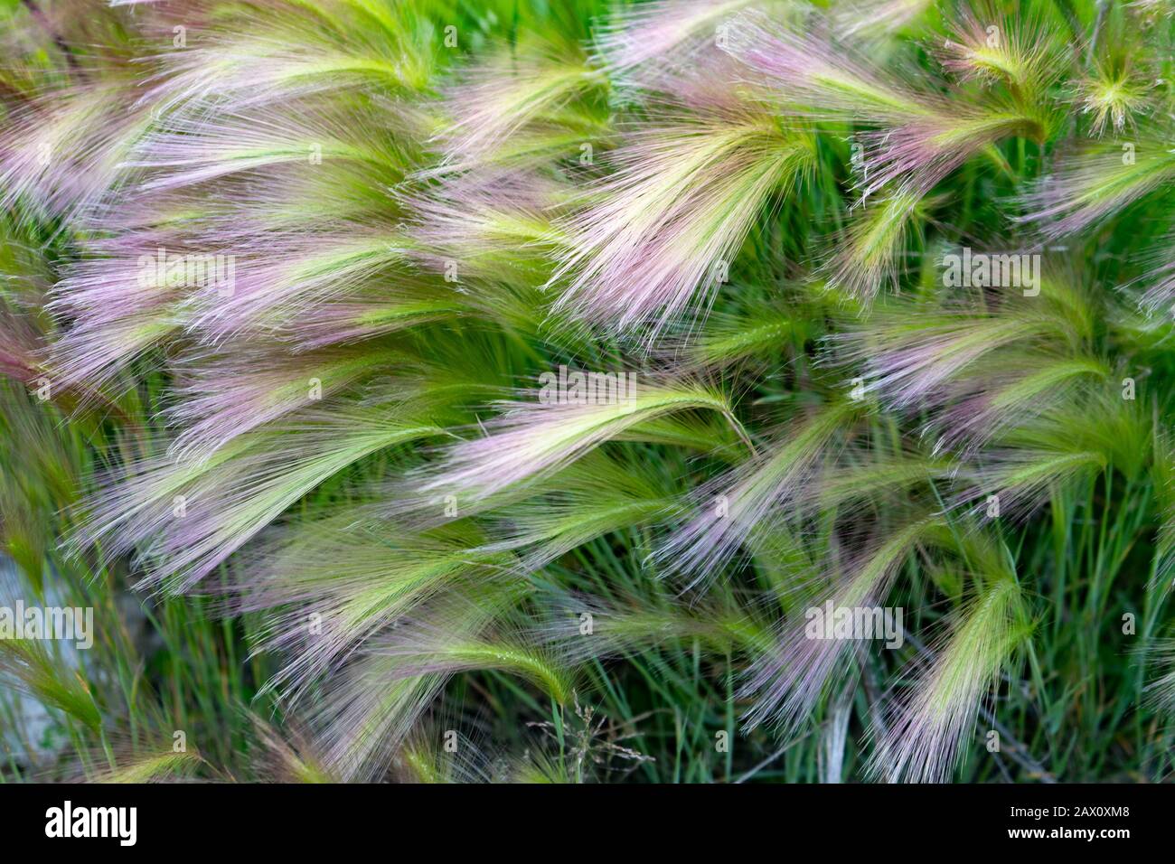Mat grass. Feather Grass or Needle Grass, Nassella tenuissima, forms already at the slightest breath of wind filigree pattern. Stipa pennata Stock Photo