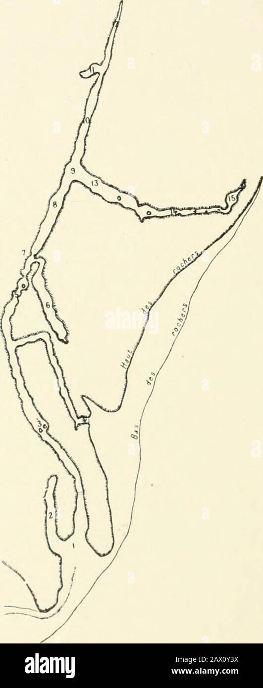 An introduction to the study of prehistoric art . Fig. 104.—Font dc Gaume. Mammoths finely engraved.(From Cav. Font dc Gaumc.) Font de Gawne.—It is essentially a narrow corridorabout one hundred and fifty yards long (Fig. 105). Abouthalf-way through It narrows almost to closure, picturesquely ^ La Caverne dAltamira (1906), p. 23. 78 PREHISTORIC ART. Stock Photo