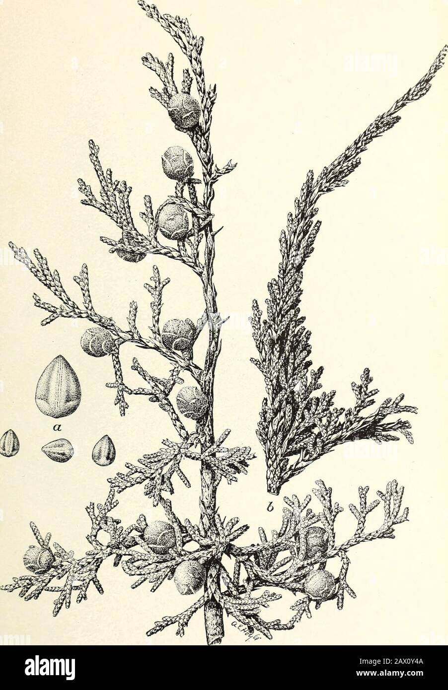 The cypress and juniper trees of the Rocky Mountain region . gelm.) Sargent. COMMON NAME AND EARLY HISTORY. This species is commonly called merely cedar or juniper, laypeople as a rule not distinguishing it from Utah juniper, with whichit often grows. The name one-seed juniper, derived from the tech-nical name of the tree, is appropriate because the small berries usuallycontain but one seed. This one-seed character, however, can not bedepended upon to distinguish Juniperus monosperma from Utahjuniper and Juniperus megalocarpa, since both of these have one-seeded fruit. There is no record of wh Stock Photo