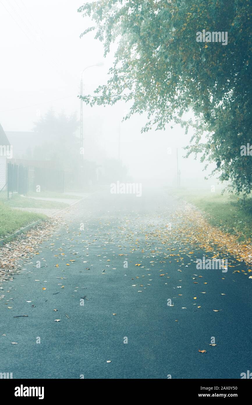 Empty foggy asphalt road with trees in the background and leafs on the ...