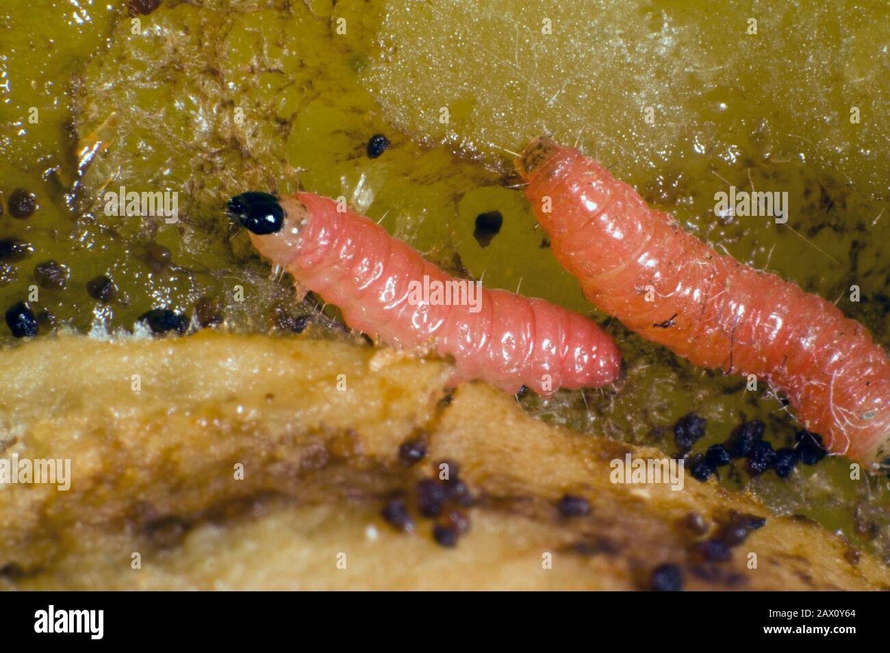 Plum fruit moth, Grapholita funebrana, caterpillar feeding on flesh of damaged ripe plum fruit, Berkshire, August Stock Photo