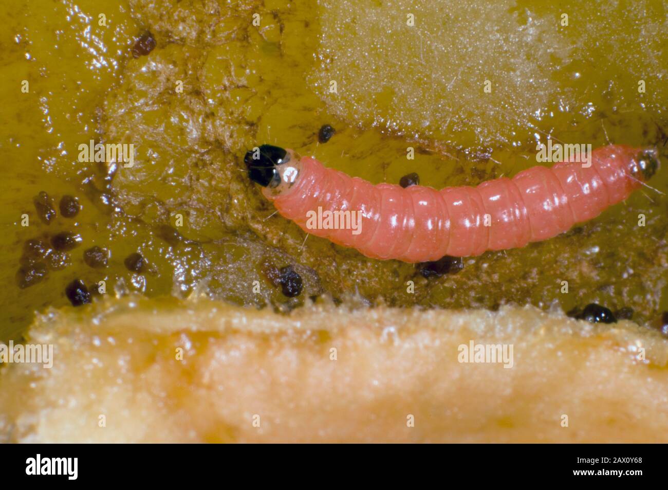 Plum fruit moth, Grapholita funebrana, caterpillar feeding on flesh of damaged ripe plum fruit, Berkshire, August Stock Photo