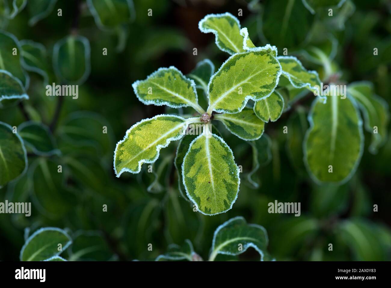 Rime of frost formed on the edges of young variegated bright green Pittosprum tenuifolium leaves on a cold winter morning, Berkshire Stock Photo