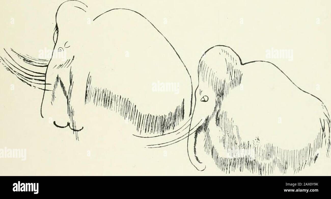 An introduction to the study of prehistoric art . Fig. 103.—Combarelles. Wall engravings. a mile from Combarelles, and nearer Les Eyzies, is situatedthe finest decorated cave yet discovered, I^on^ de Gaunie.. Fig. 104.—Font dc Gaume. Mammoths finely engraved.(From Cav. Font dc Gaumc.) Font de Gawne.—It is essentially a narrow corridorabout one hundred and fifty yards long (Fig. 105). Abouthalf-way through It narrows almost to closure, picturesquely ^ La Caverne dAltamira (1906), p. 23. 78 PREHISTORIC ART Stock Photo