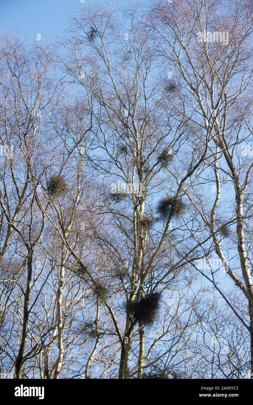 Witch's or witches' broom (Taphrina betulina) deformed clumps of twigs  on silver birch in winter, Berkshire, February (possible other causes) Stock Photo