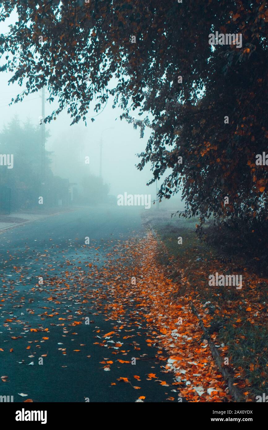 Empty foggy asphalt road with trees in the background and leafs on the ...