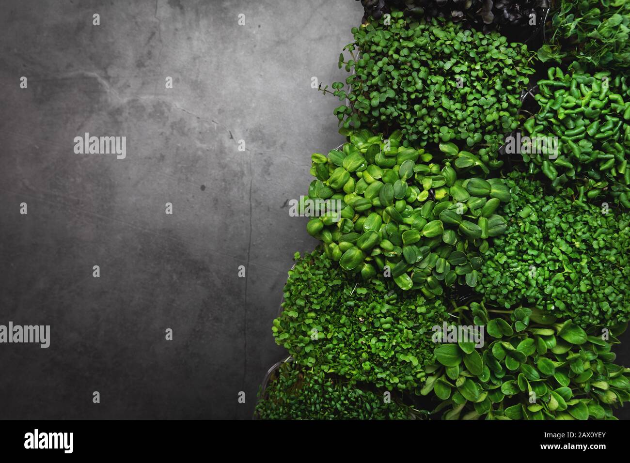 mix of microgreens containers on black stone background with copy space Stock Photo
