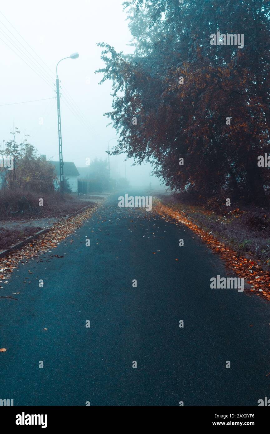 Empty foggy asphalt road with trees in the background and leafs on the ...