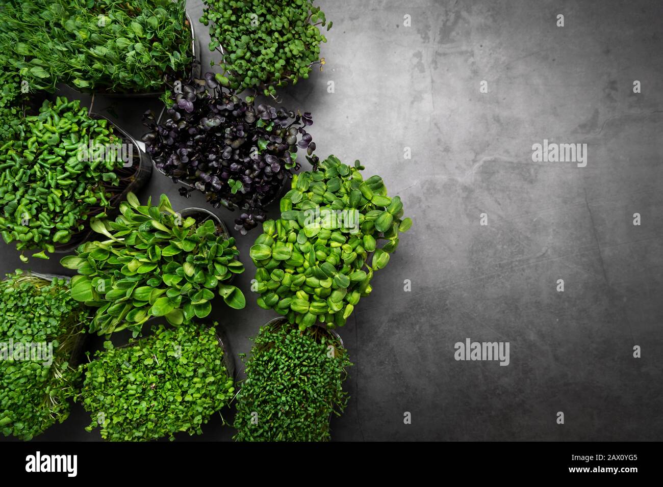 mix of microgreens containers on black stone background with copy space Stock Photo