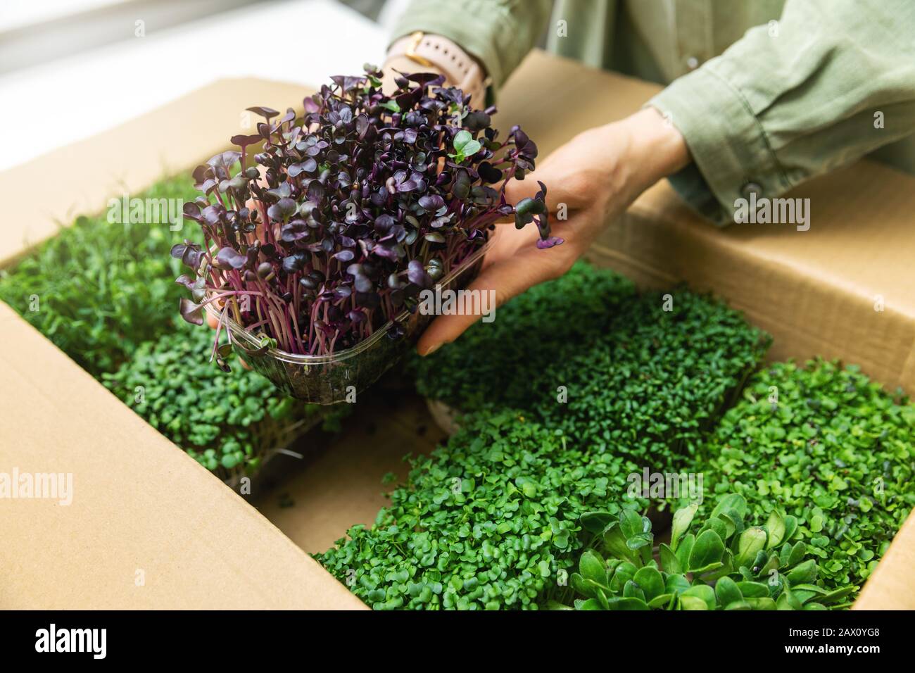 organic raw food - woman take a microgreens container out of cardboard box Stock Photo