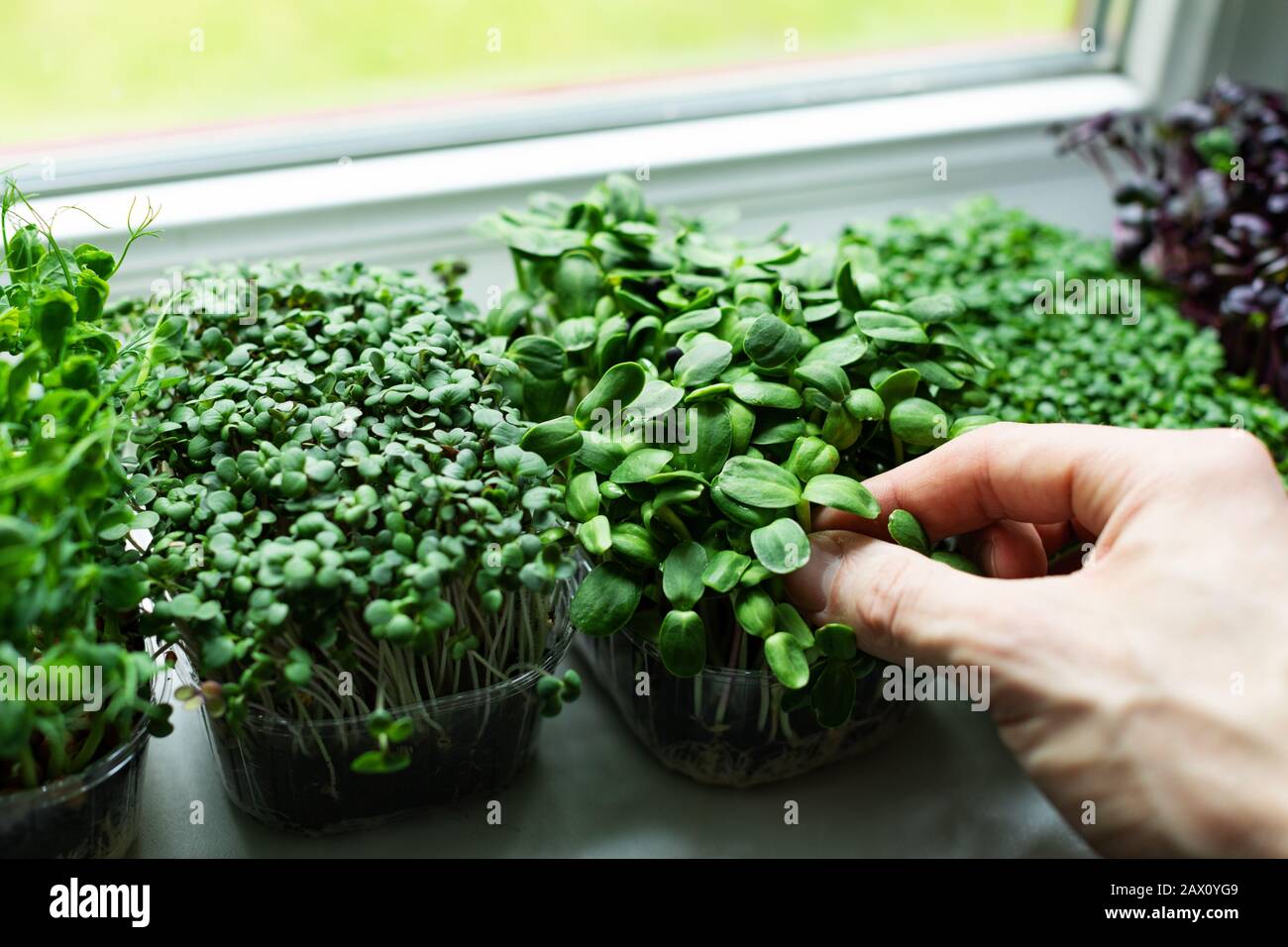 kitchen garden - microgreens growing on windowsill Stock Photo